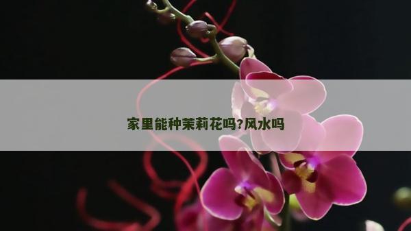 家里能种茉莉花吗?风水吗