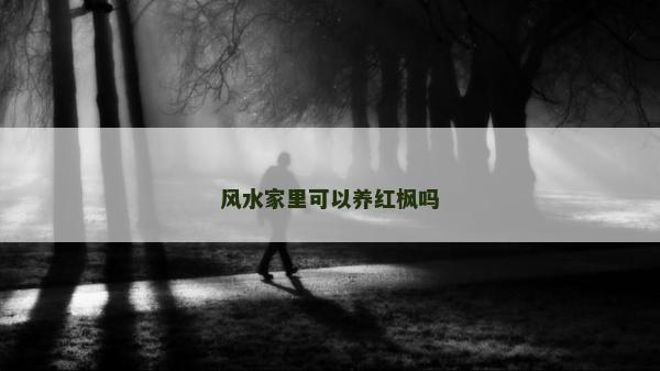 风水家里可以养红枫吗