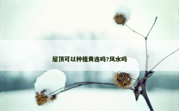 屋顶可以种植黄连吗?风水吗