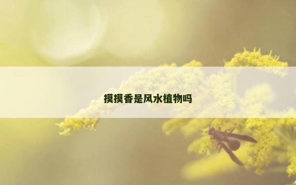 摸摸香是风水植物吗
