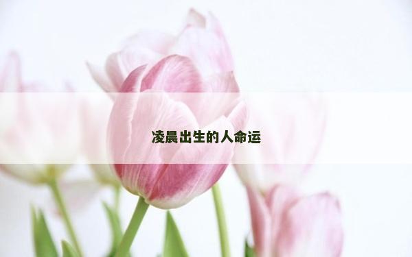 凌晨出生的人命运