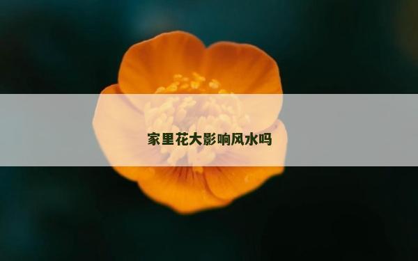 家里花大影响风水吗