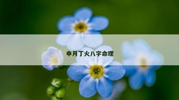 申月丁火八字命理