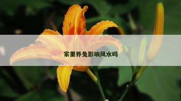 家里养兔影响风水吗