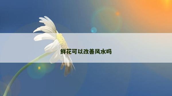 鲜花可以改善风水吗