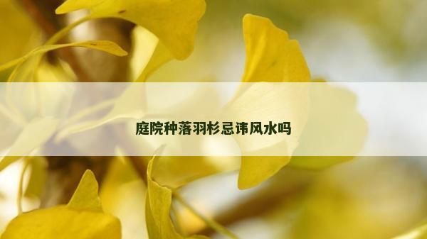 庭院种落羽杉忌讳风水吗