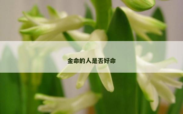 金命的人是否好命