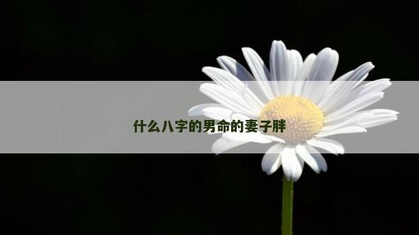 什么八字的男命的妻子胖