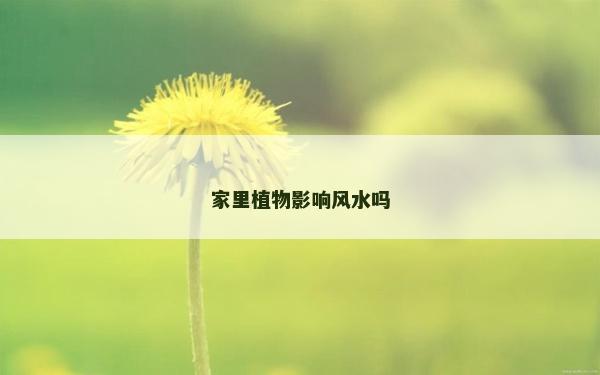 家里植物影响风水吗