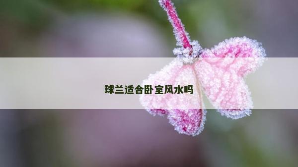 球兰适合卧室风水吗