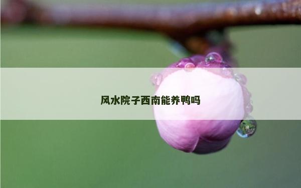 风水院子西南能养鸭吗