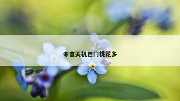 命宫天机巨门桃花多