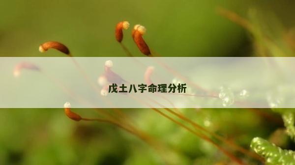 戊土八字命理分析