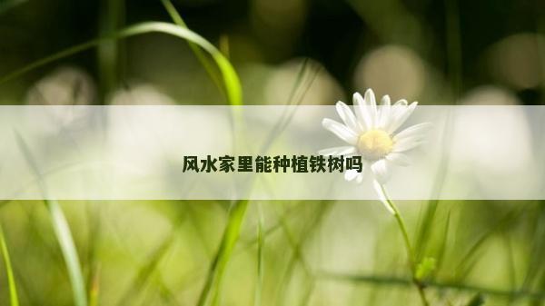 风水家里能种植铁树吗