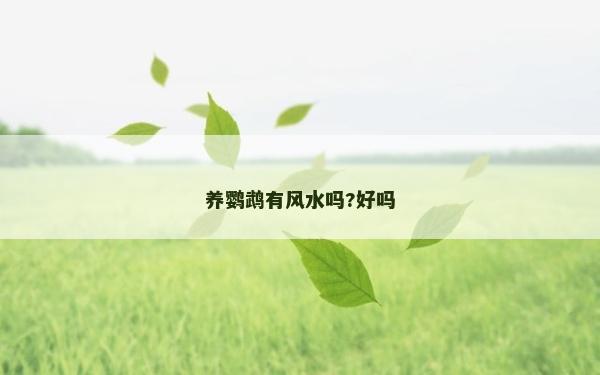 养鹦鹉有风水吗?好吗