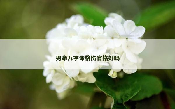 男命八字命格伤官格好吗