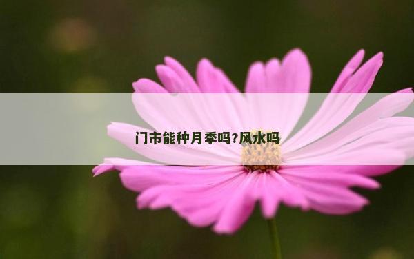 门市能种月季吗?风水吗