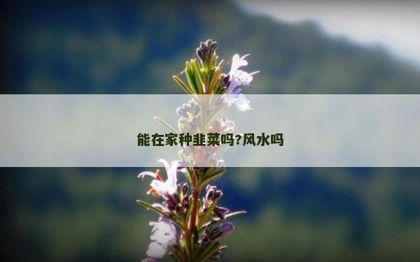 能在家种韭菜吗?风水吗