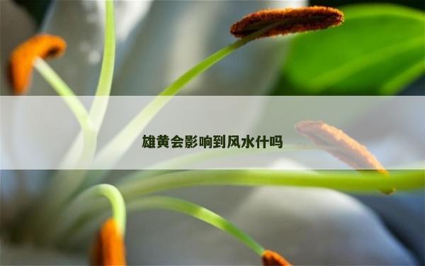 雄黄会影响到风水什吗