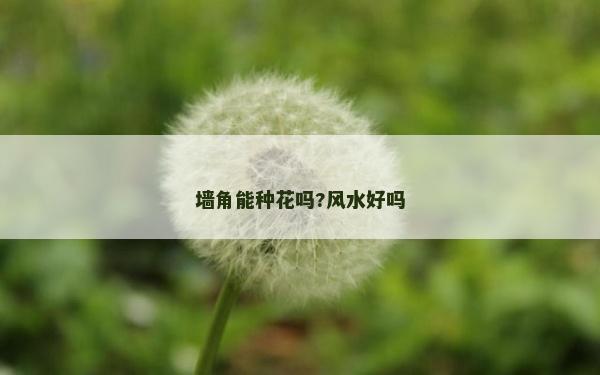 墙角能种花吗?风水好吗