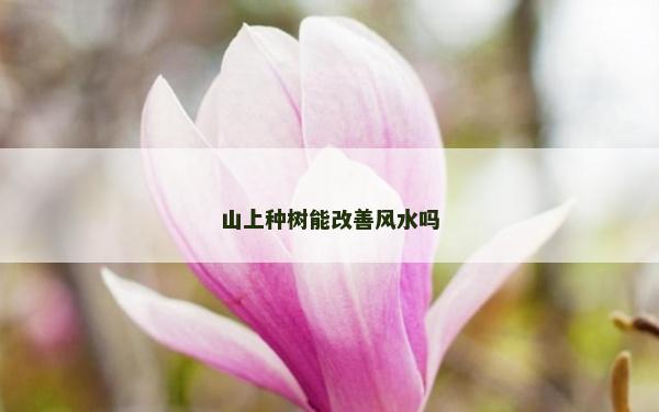 山上种树能改善风水吗