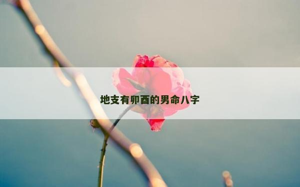 地支有卯酉的男命八字