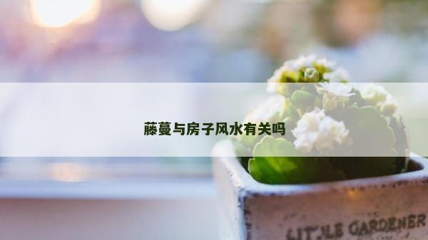 藤蔓与房子风水有关吗