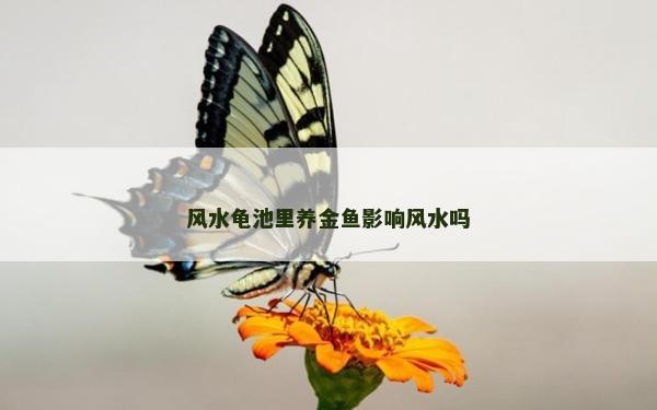 风水龟池里养金鱼影响风水吗
