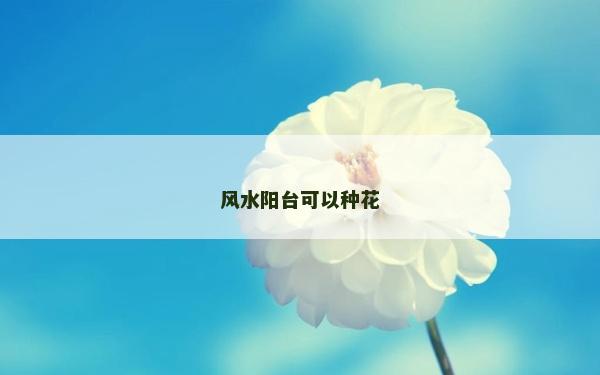 风水阳台可以种花