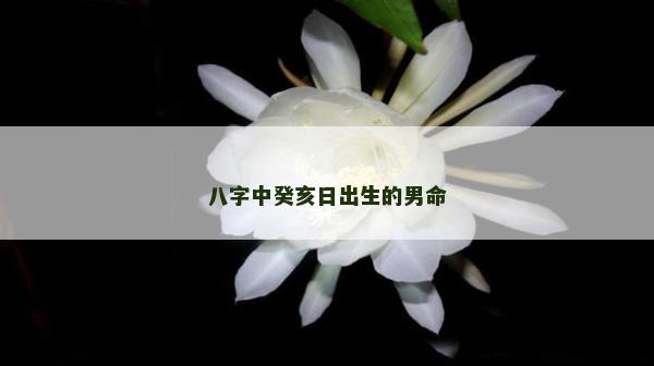 八字中癸亥日出生的男命