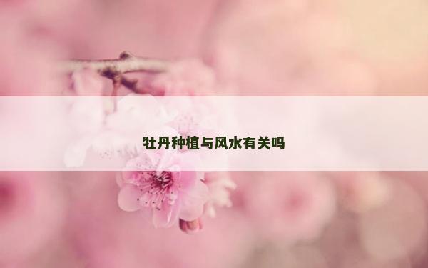 牡丹种植与风水有关吗