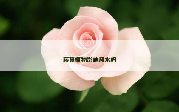 藤蔓植物影响风水吗