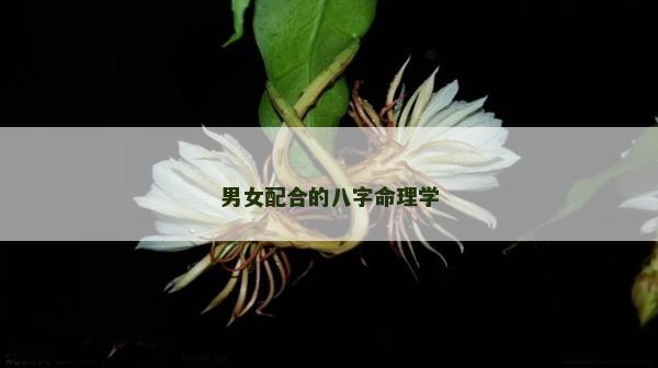 男女配合的八字命理学