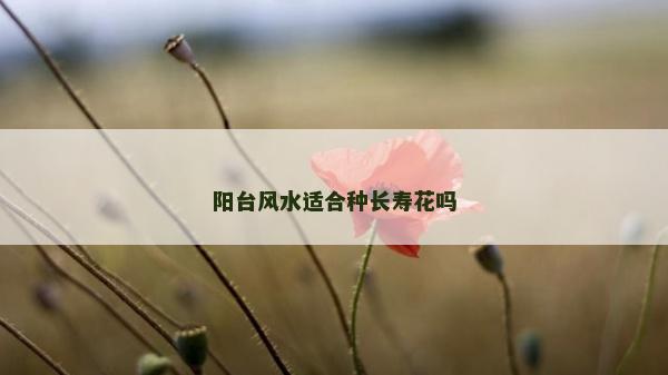 阳台风水适合种长寿花吗
