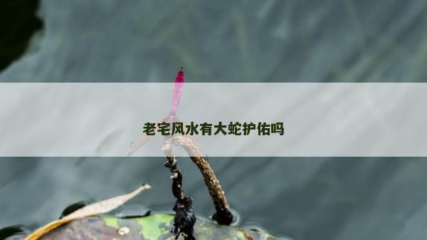 老宅风水有大蛇护佑吗