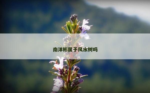 南洋彬属于风水树吗