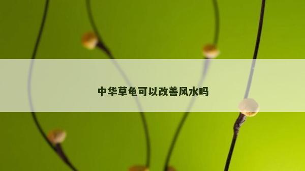 中华草龟可以改善风水吗
