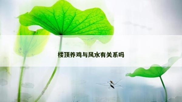 楼顶养鸡与风水有关系吗