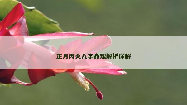 正月丙火八字命理解析详解