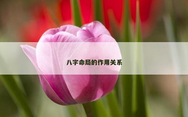 八字命局的作用关系