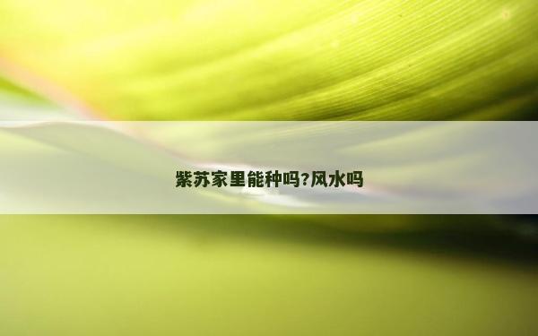 紫苏家里能种吗?风水吗