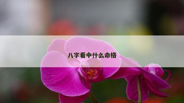 八字看中什么命格