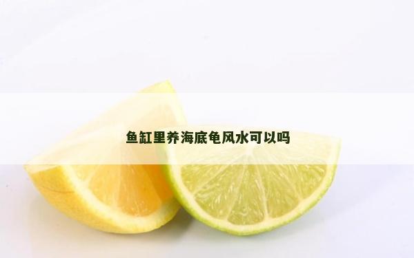 鱼缸里养海底龟风水可以吗