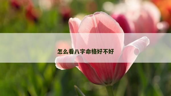 怎么看八字命格好不好