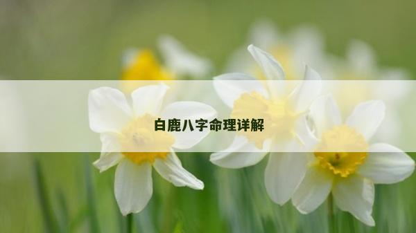 白鹿八字命理详解