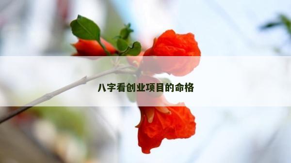 八字看创业项目的命格